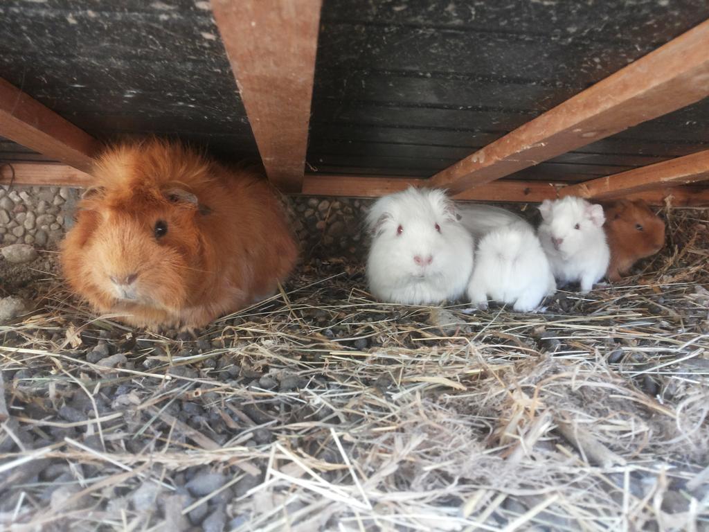 Ferienwohnungen Niederhof Lana Bagian luar foto
